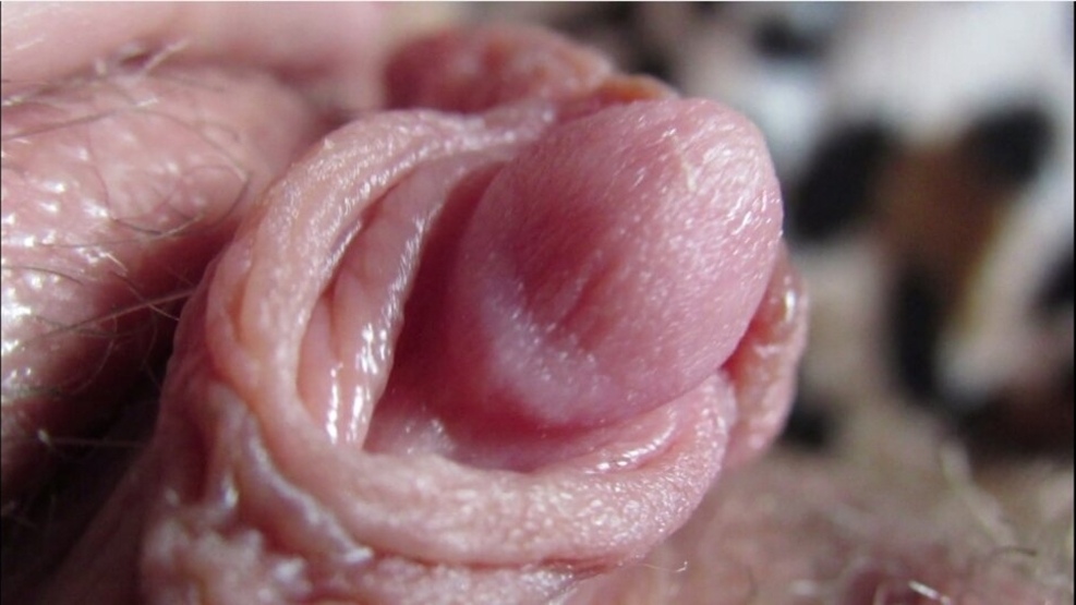 Огромный клитор! Извращенка мастурбирует щелку и снимает это крупным планом